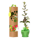 Baumgeschenk