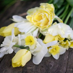 Bananensplit-Tulpe