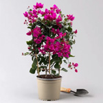 Bougainvillea Lila