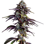 Brombeer-Mondgestein
