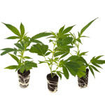 Cannabis-Schneidset