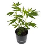 Cannalope Haze