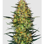 Caramellow Kush Samen