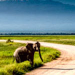 Kenia Elefantensafari