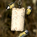 Erdnusskuchen Mit Insekten