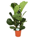 Ficus Lyrata Pflanze Ficus Lyrata Pflanze