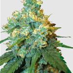 Jack Herer Samen