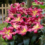 Lilium Empoli
