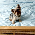 PupSheets Kühlender Bettbezug