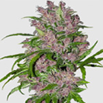 Purple Bud Automatic