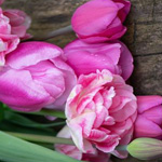 Pink Delight Tulpe