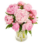 Rosa Pfingstrosen