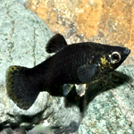 Schwarze Molly