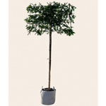 Spalierbaum Amberbaum
