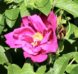 Strauchrose Rotes Meer