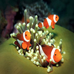 Palma Aquarium